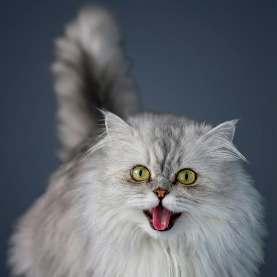 Cat named Lady Whiskerella singing